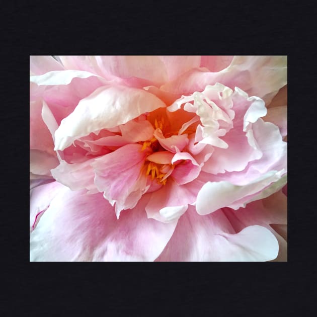 Closeup of Pale Pink Peonies by SusanSavad